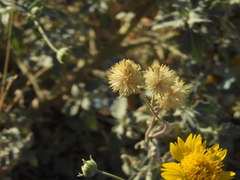 Verbesina encelioides