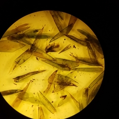 Fontinalis dalecarlica