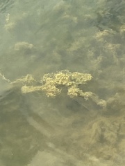 Hydrilla verticillata