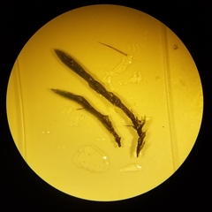 Fontinalis dalecarlica