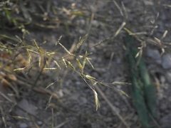Poaceae