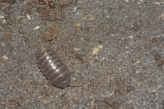 Armadillidium vulgare