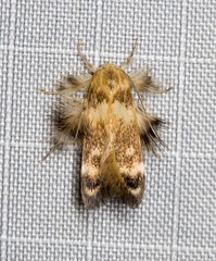 Zatrichodes horrifica