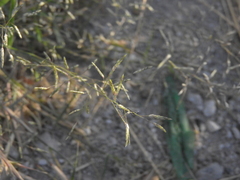 Poaceae