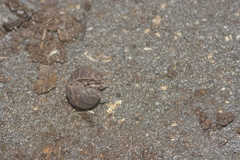 Armadillidium vulgare