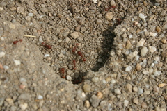 Pogonomyrmex salinus