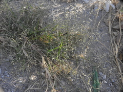 Poaceae