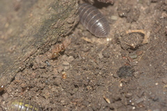 Armadillidium vulgare