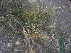 Poaceae