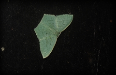 Maxates centrophylla