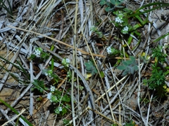 Plagiobothrys stipitatus micranthus