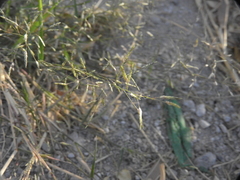 Poaceae