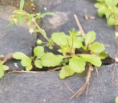 Angiospermae