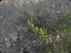 Salsola kali