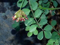 Hosackia crassifolia crassifolia