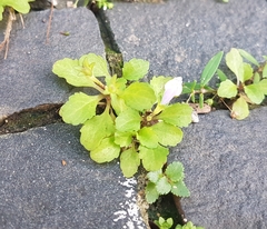 Angiospermae