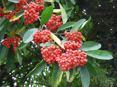 Cotoneaster frigidus
