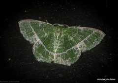 Eucyclodes insperata