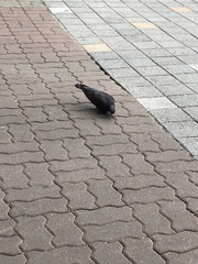 Columba livia domestica