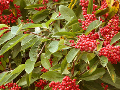 Cotoneaster frigidus