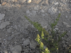 Salsola kali