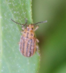 Ophraella notata