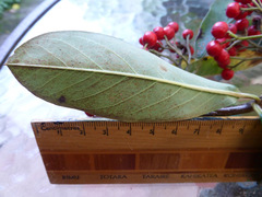 Cotoneaster frigidus