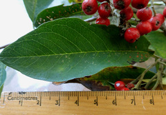 Cotoneaster frigidus
