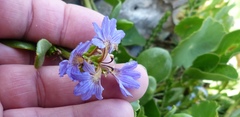 Scaevola calendulacea