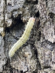 Acronicta afflicta
