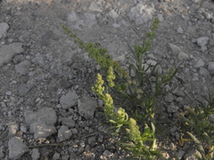 Salsola kali