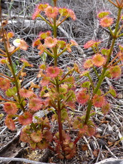 Drosera porrecta