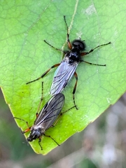 Bibio xanthopus