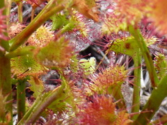 Drosera porrecta
