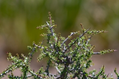Condalia ericoides