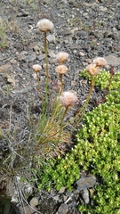 Armeria curvifolia