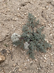 Lomatium foeniculaceum
