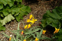 Tulipa clusiana