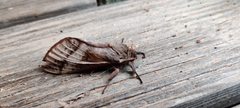 Oxycanus