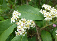 Cotoneaster frigidus