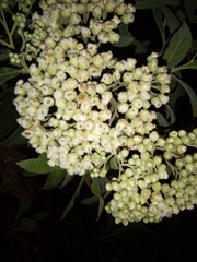 Salbia