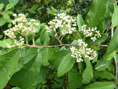 Cotoneaster frigidus