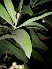Salbia