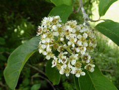 Cotoneaster frigidus