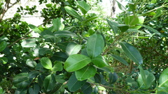 Acronychia imperforata