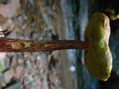 Aureoboletus russellii