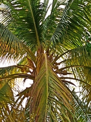 Cocos nucifera
