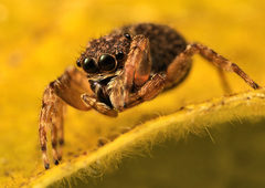 Massagris natalensis
