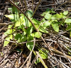Justicia brandegeeana