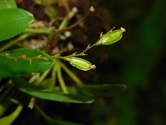 Stelis martinezii